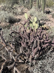 Cylindropuntia versicolor (Saguaro National Park - Tucson Mountain District (West), Tucson, AZ, US) - Photo credit: CK Kelly