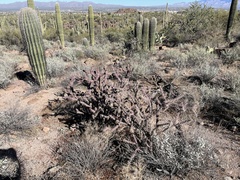 Cylindropuntia versicolor (Saguaro National Park - Tucson Mountain District (West), Tucson, AZ, US) - Photo credit: CK Kelly