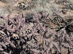Cylindropuntia versicolor (Saguaro National Park - Tucson Mountain District (West), Tucson, AZ, US) - Photo credit: CK Kelly