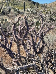 Cylindropuntia versicolor (Saguaro National Park - Tucson Mountain District (West), Tucson, AZ, US) - Photo credit: CK Kelly