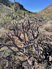 Cylindropuntia versicolor (Saguaro National Park - Tucson Mountain District (West), Tucson, AZ, US) - Photo credit: CK Kelly