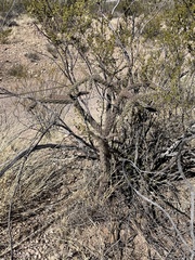 Cylindropuntia versicolor (E Marsh Station Rd, Vail, AZ, US) - Photo credit: CK Kelly