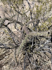 Cylindropuntia versicolor (E Marsh Station Rd, Vail, AZ, US) - Photo credit: CK Kelly