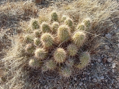 Echinocereus bonkerae | Botanico Hub