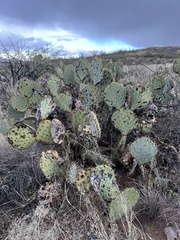 Opuntia engelmannii (E Marsh Station Rd, Vail, AZ, US) - Photo credit: CK Kelly