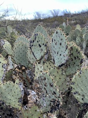 Opuntia engelmannii (E Marsh Station Rd, Vail, AZ, US) - Photo credit: CK Kelly