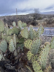Opuntia engelmannii (E Marsh Station Rd, Vail, AZ, US) - Photo credit: CK Kelly