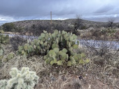Opuntia engelmannii (E Marsh Station Rd, Vail, AZ, US) - Photo credit: CK Kelly