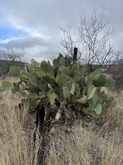 Opuntia engelmannii (E Marsh Station Rd, Vail, AZ, US) - Photo credit: CK Kelly