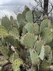 Opuntia engelmannii (E Marsh Station Rd, Vail, AZ, US) - Photo credit: CK Kelly