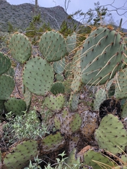 Opuntia engelmannii (Maricopa County, US-AZ, US) - Photo credit: Theo Summer