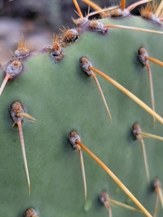 Opuntia engelmannii (Maricopa County, US-AZ, US) - Photo credit: Theo Summer