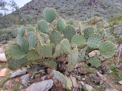 Opuntia engelmannii (Maricopa County, US-AZ, US) - Photo credit: Theo Summer
