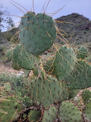Opuntia engelmannii (Maricopa County, US-AZ, US) - Photo credit: Theo Summer