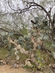 Opuntia engelmannii (E Sprague St, Edinburg, TX, US) - Photo credit: Daniel Patterson