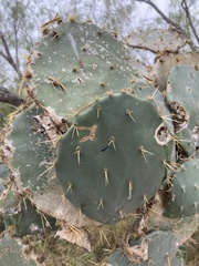 Opuntia engelmannii (E Sprague St, Edinburg, TX, US) - Photo credit: Daniel Patterson