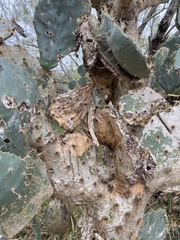 Opuntia engelmannii (E Sprague St, Edinburg, TX, US) - Photo credit: Daniel Patterson