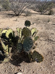 Opuntia engelmannii (S Ocotillo Ave, Benson, AZ, US) - Photo credit: CK Kelly