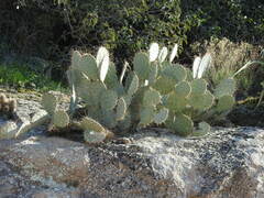 Opuntia engelmannii (Maricopa County, AZ, USA) - Photo credit: Rachel Stringham