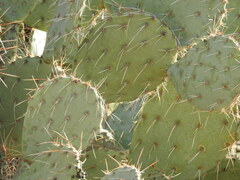 Opuntia engelmannii (Maricopa County, AZ, USA) - Photo credit: Rachel Stringham