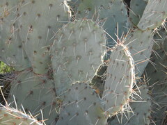 Opuntia engelmannii (Maricopa County, AZ, USA) - Photo credit: Rachel Stringham
