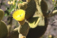 Opuntia microdasys (San Diego County, CA, USA) - Photo credit: Marc Whitaker