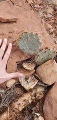 Opuntia phaeacantha (Torrey, UT 84775, USA) - Photo credit: Emily