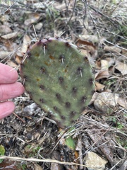 Opuntia phaeacantha (S Riverside Dr, Fort Worth, TX, US) - Photo credit: Sam Kieschnick