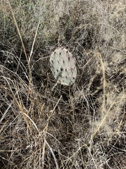 Opuntia phaeacantha (W Kartchner Trail, Benson, AZ, US) - Photo credit: CK Kelly
