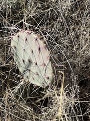 Opuntia phaeacantha (W Kartchner Trail, Benson, AZ, US) - Photo credit: CK Kelly