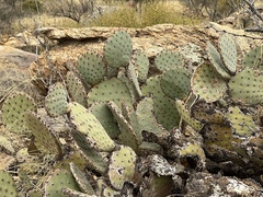 Opuntia phaeacantha (Coronado National Forest, Safford, AZ, US) - Photo credit: CK Kelly