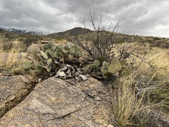 Opuntia phaeacantha (Coronado National Forest, Safford, AZ, US) - Photo credit: CK Kelly