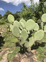 Opuntia streptacantha (Avenida Juárez, Teotitlán del Valle, OAX, MX) - Photo credit: Elliot Greiner