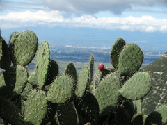 Opuntia streptacantha (Totolac, Tlax., México) - Photo credit: Juan Rafael Rodríguez Razgado