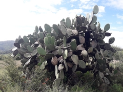 Opuntia streptacantha (Acolman, Méx., México) - Photo credit: Luis Correa