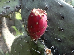Opuntia streptacantha (Dolores Hidalgo Cuna de la Independencia Nacional, Gto., México) - Photo credit: Juan Carlos Fonseca Mata