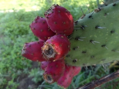 Opuntia streptacantha (Dolores Hidalgo Cuna de la Independencia Nacional, Gto., México) - Photo credit: Juan Carlos Fonseca Mata