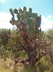 Opuntia streptacantha (Villa de Cos, Zacatecas, Mexico) - Photo credit: Luc Wyn