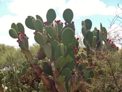 Opuntia streptacantha (Villa de Cos, Zacatecas, Mexico) - Photo credit: Luc Wyn