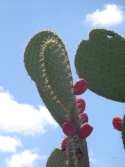 Opuntia streptacantha (Villa de Cos, Zacatecas, Mexico) - Photo credit: Luc Wyn