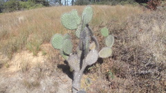 Opuntia streptacantha (Chalchicomula de Sesma, Pue., México) - Photo credit: Tereso Hernández Morales