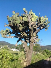 Opuntia streptacantha (Tomas García 32, San Miguel Acambay, 50300 Acambay, Méx., México) - Photo credit: Peet Sajot