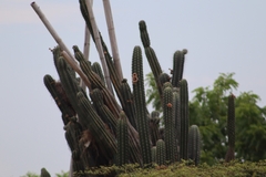 Stenocereus griseus (Villavieja, Huila, Colombia) - Photo credit: Martha Lucia Ortiz-Moreno