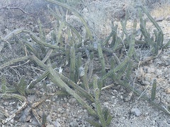 Stenocereus gummosus (Parque Nacional Bahía de Loreto, Loreto, BCS, MX) - Photo credit: Sula Vanderplank