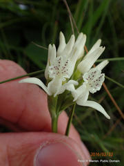 Brownleea galpinii (Chain Ladder Rte, ZA) - Photo credit: Peter Warren