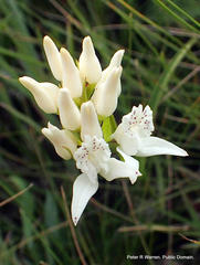 Brownleea galpinii (Chain Ladder Rte, ZA) - Photo credit: Peter Warren