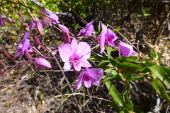 Dendrobium bigibbum (Queensland, AU) - Photo credit: coenobita