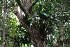 Dendrobium speciosum (Queensland, AU) - Photo credit: Martin Rady