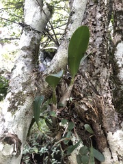 Dendrobium speciosum (Queensland, AU) - Photo credit: Samuel Frankel