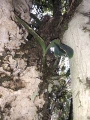 Dendrobium speciosum (Queensland, AU) - Photo credit: Samuel Frankel